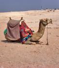 «Camel» — претендующее
• Жанр: животные 
• Автор: Alice Lony (8) 
• Дополнительно: Египет. Авуст 2006г.
Фотографировать там страшно, поэтому надо делать это быстро. А уж что получается, то получается :) 
• Просмотры: 2190 
• Комментарии: 0 
• Оценка: 0 (оценивали: 0)