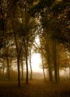 «Деревья окутаные туманом» — претендующее
• Жанр: природа 
• Автор: V.V.(Валерий Валерьевич) (68) 
• (Дополнительной информации нет.) 
• Просмотры: 2672 
• Комментарии: 0 
• Оценка: 0 (оценивали: 0)