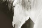 «horse» — претендующее
• Жанр: животные 
• Автор: Инна (5) 
• (Дополнительной информации нет.) 
• Просмотры: 1590 
• Комментарии: 0 
• Оценка: 0 (оценивали: 0)